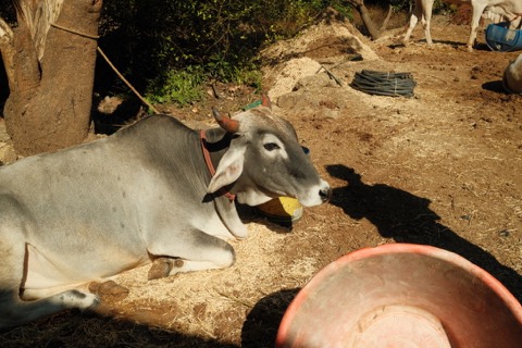 India, frame 1